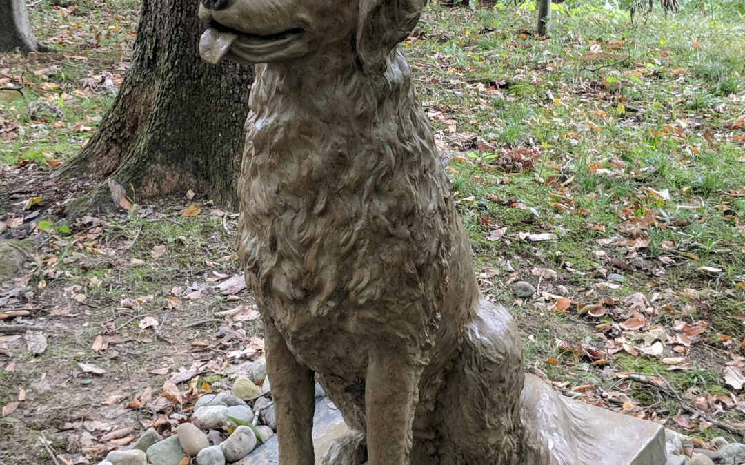 Boo The Golden Retriever